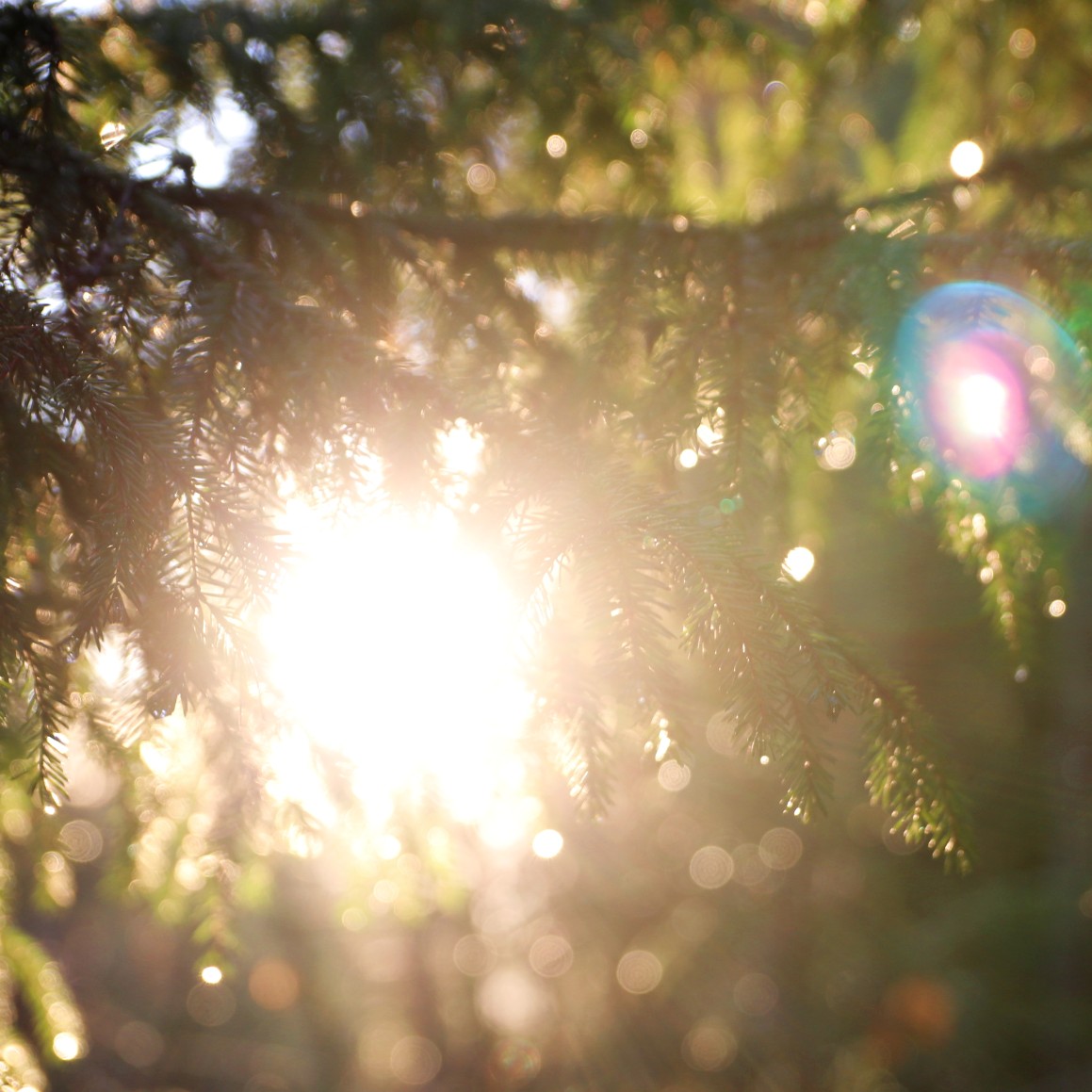 Kuusen oksia auringossa. Kuva: Iiris Kallajoki/Tammireitit